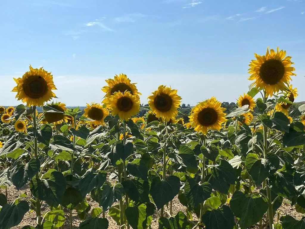 Domaine De Calabel Bed & Breakfast Pouylebon